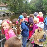 Schmetterlingsgruppe